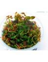 Ludwigia ovalis - In vitro  - 1